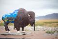 IMG_5034 antelope island buffalo